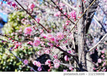 blooming pink plum blossoms 112156698