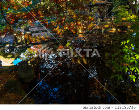 初秋池塘的倒影 112156736