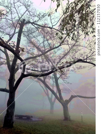 公園裡的樹木被霧氣籠罩 112157030