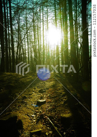Sunlight through the forest Sunlight through the forest 112157038
