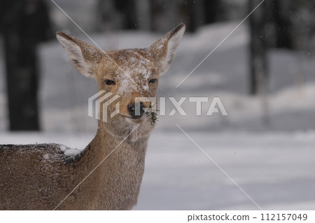 Ezo deer eating pine needles Ezo deer eating pine needles 112157049