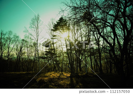 Sunlight through the forest Sunlight through the forest 112157050