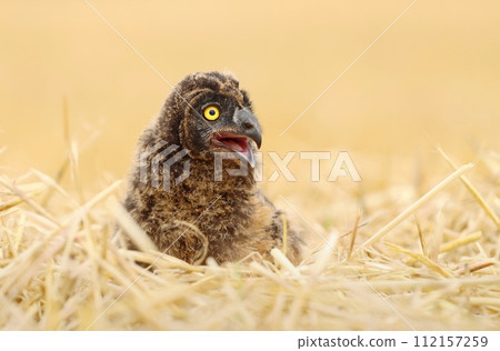 Adorable short eared owl baby Adorable short eared owl baby 112157259