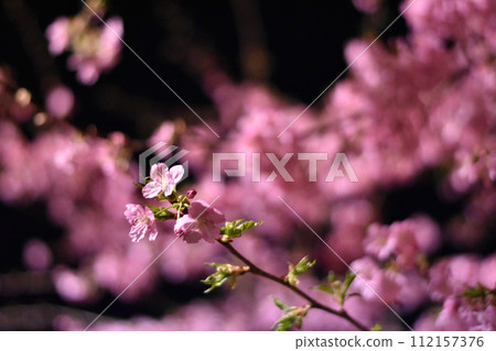 粉紅色的櫻花為夜色增添色彩 112157376