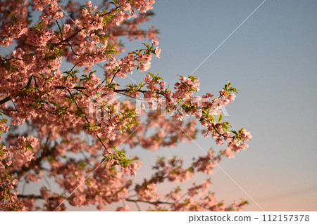 被夕陽染紅的河津櫻花 被夕陽染紅的河津櫻花 112157378