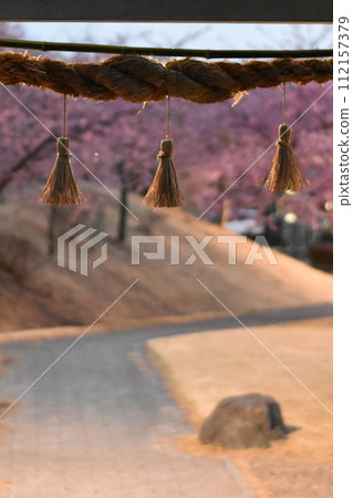Behind the torii are pink cherry blossoms Behind the torii are pink cherry blossoms 112157379