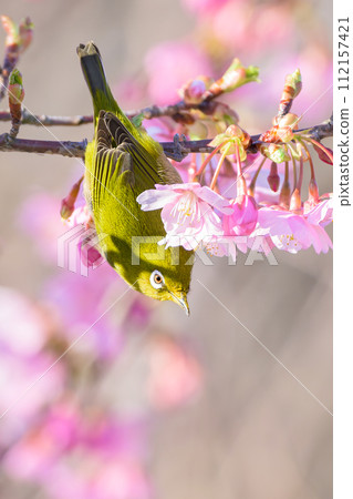 河津櫻花和mezzo 112157421