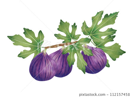Branch of ripe purple figs with leaves and whole fruit.Watercolor and marker illustration.Plant clipart of fig berries in natural style.Hand drawn isolated sketch for covers, packaging, labels, menus 112157458