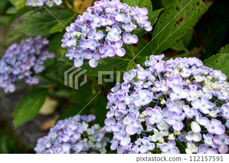 藍紫色繡球花 112157591