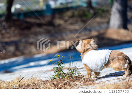 Dachshund walking on the riverbed Dachshund walking on the riverbed 112157763