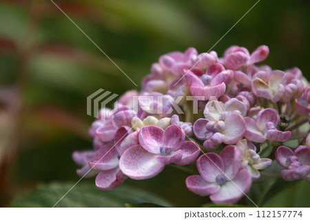 淡紫色宇津繡球花 淡紫色宇津繡球花 112157774