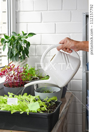Sustainable lifestyle, fresh organic vegetables grown at home Sustainable lifestyle, fresh organic vegetables grown at home 112157792