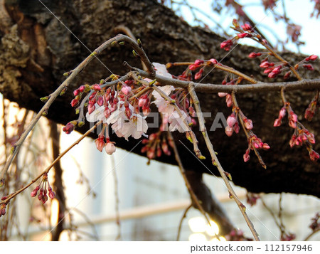 Weeping cherry blossoms at Kinshi Park Weeping cherry blossoms at Kinshi Park 112157946