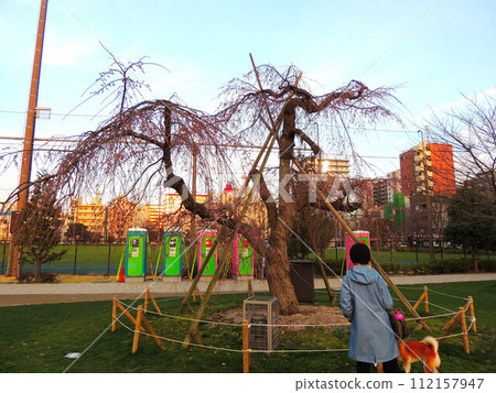 With weeping cherry blossoms and pets at Kinshi Park With weeping cherry blossoms and pets at Kinshi Park 112157947