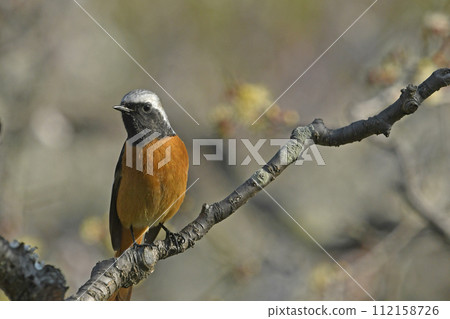 雄性達烏爾紅尾鴝（春天的圖像） 112158726