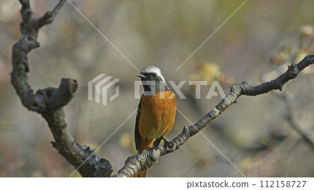 雄性達烏爾紅尾鴝（春天的圖像） 112158727