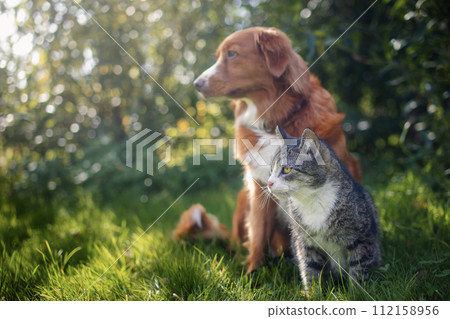 Cat and dog sitting together in grass . 112158956