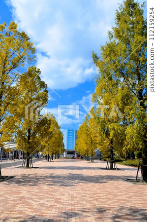 Metasequoia Tree Line Metasequoia Tree Line 112159254
