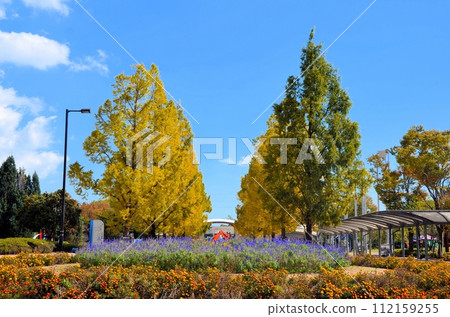 Metasequoia Tree Line Metasequoia Tree Line 112159255