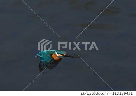 翠鳥飛翔的水面景觀 翠鳥飛翔的水面景觀 112159431