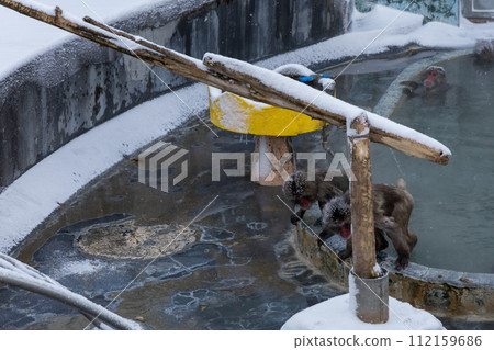 Japanese macaques come out of the hot spring and look for food 112159686