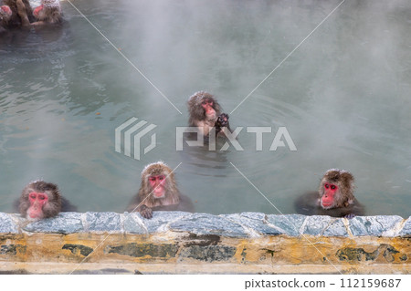 Japanese macaques relaxing in a hot spring 112159687