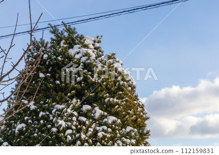 白雪覆蓋的松樹和藍天 白雪覆蓋的松樹和藍天 112159831