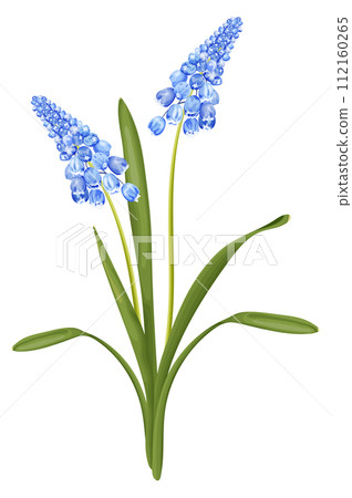 Spring bouquet with blue hyacinth flower. Stock vector illustration. 112160265