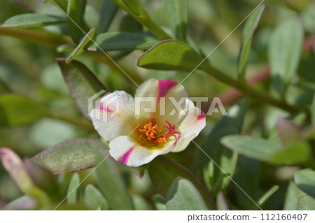 Watermelon Punch Moss Rose 112160407