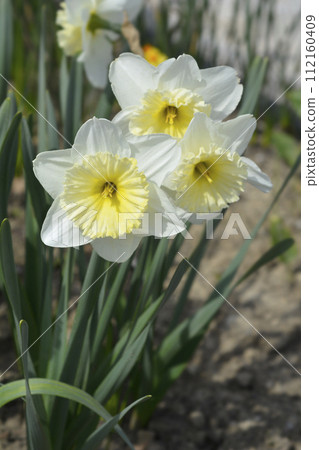 Daffodil Ice Follies 112160409