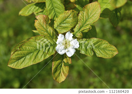 Common medlar 112160420