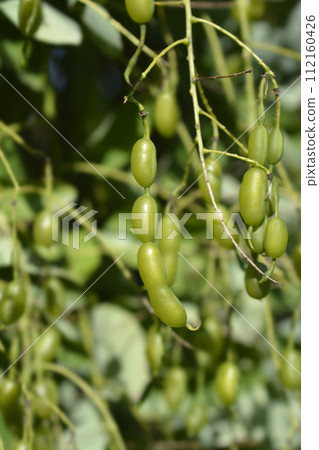 Weeping Japanese pagoda tree 112160426