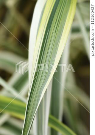 Giant reed Ely 112160427