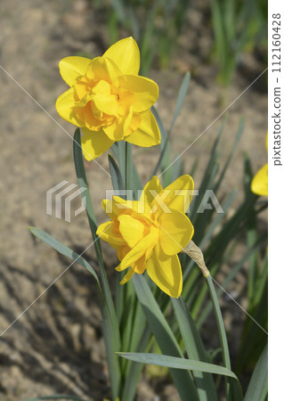 Daffodil Double Power 112160428