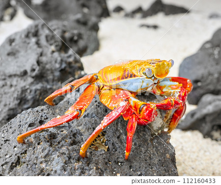Close up photo of a Sally Lightfoot crab on a volcanic rock, selective focus, Galapagos Islands, Ecuador. Close up photo of a Sally Lightfoot crab on a volcanic rock, selective focus, Galapagos Islands, Ecuador. 112160433