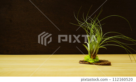 Pictures of stylish and strange houseplants 112160520