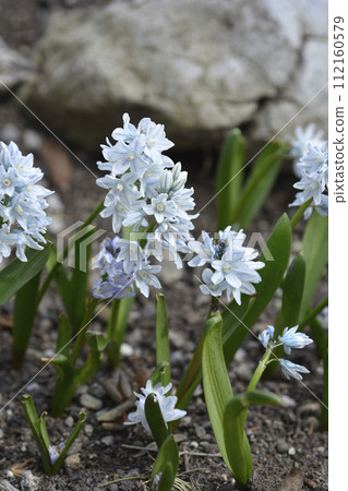 Striped squills Striped squills 112160579