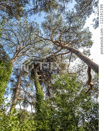 Scots Pine trees in County Donegal - Ireland Scots Pine trees in County Donegal - Ireland 112161399