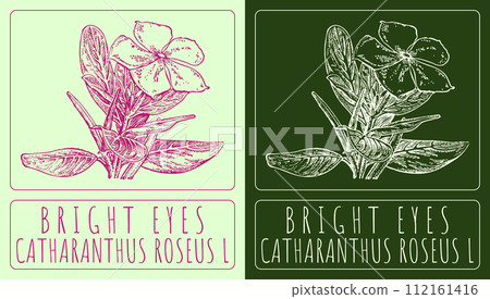 Vector drawing BRIGHT EYES. Hand drawn illustration. The Latin name is CATHARANTHUS ROSEUS L. 112161416