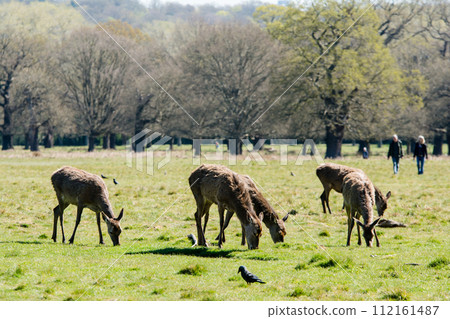 A herd of deer eating grass on a large lawn surrounded by branches and large trees that are beginning to sprout, in Richmond Park on the outskirts of London. 112161487