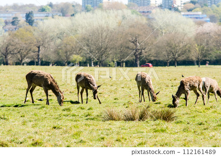 A herd of deer eating grass on a large lawn surrounded by branches and large trees that are beginning to sprout, in Richmond Park on the outskirts of London. 112161489