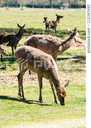 A herd of deer eating grass on a large lawn surrounded by branches and large trees that are beginning to sprout, in Richmond Park on the outskirts of London. 112161492