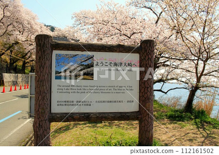Kaizu Osaki and cherry blossoms Kaizu Osaki and cherry blossoms 112161502
