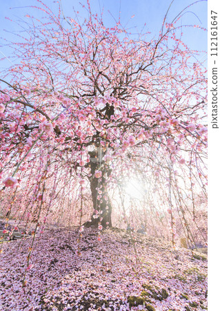 Plum blossoms in full bloom Plum Suzuka no Mori Garden Plum blossoms in full bloom Plum Suzuka no Mori Garden 112161647