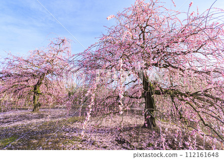 Plum blossoms in full bloom Plum Suzuka no Mori Garden Plum blossoms in full bloom Plum Suzuka no Mori Garden 112161648