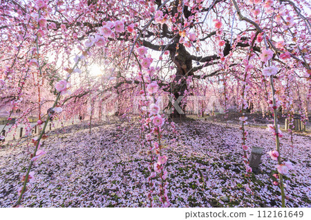 Plum blossoms in full bloom Plum Suzuka no Mori Garden 112161649
