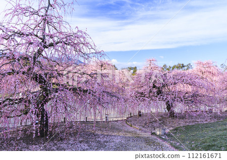 盛開的梅花梅花鈴鹿沒有森林花園 112161671