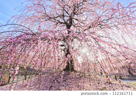 Plum blossoms in full bloom Plum Suzuka no Mori Garden Plum blossoms in full bloom Plum Suzuka no Mori Garden 112161711