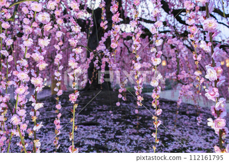盛開的梅花梅花鈴鹿沒有森林花園 盛開的梅花梅花鈴鹿沒有森林花園 112161795