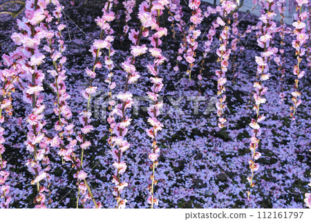 Plum blossoms in full bloom Plum Suzuka no Mori Garden Plum blossoms in full bloom Plum Suzuka no Mori Garden 112161797